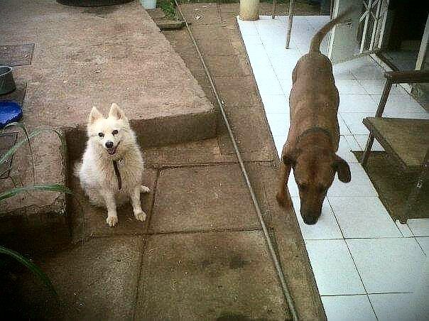Our other doggie was snow white and small. He was a spitz and we called him Smolly. He was quite a bully but both the dogs became very good friends. They hunted rats together and were very proud of their feats! 