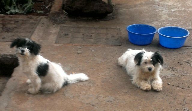 Chaapo grew so fast, soon he was looking as big as the mom.