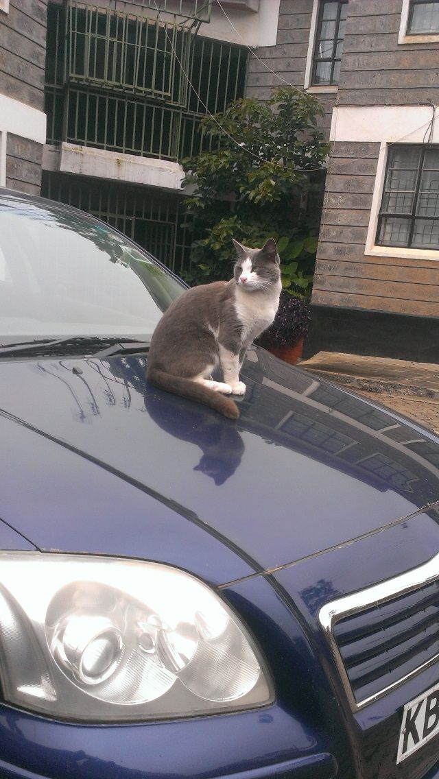 The cat would jump onto a safe distance when Zawaadi and Chaapo yelped at her!