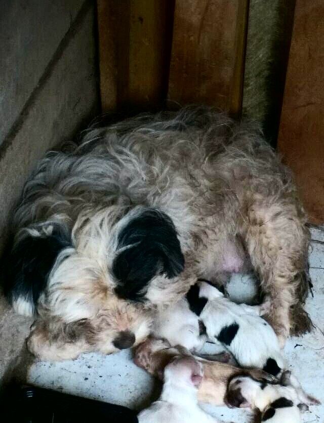 Zawaadi with her newly born pups.