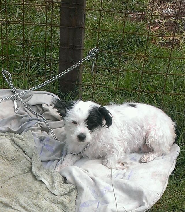 Zawaadi...after a flea bath....snoozing in the sun!!!