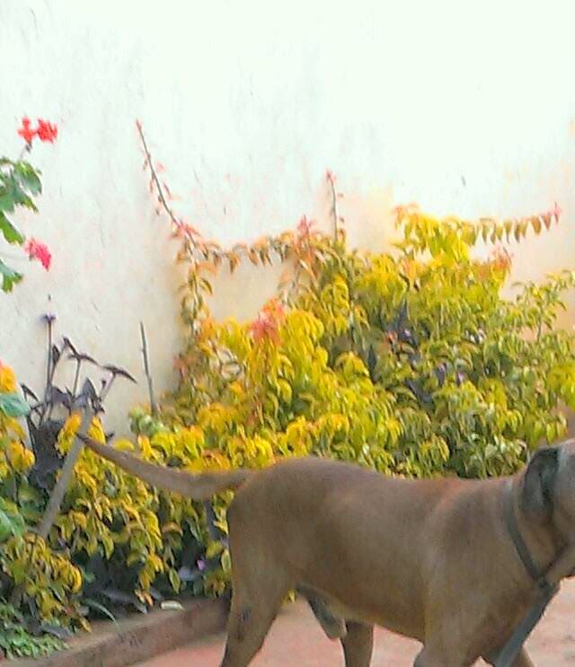 Biggy and Chaapo........best friends!!!!