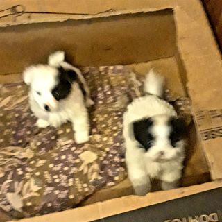 Oreo and cooky were healthy and strong. They started standing up and walking around their box. They also started squeaking....tiny barks!!